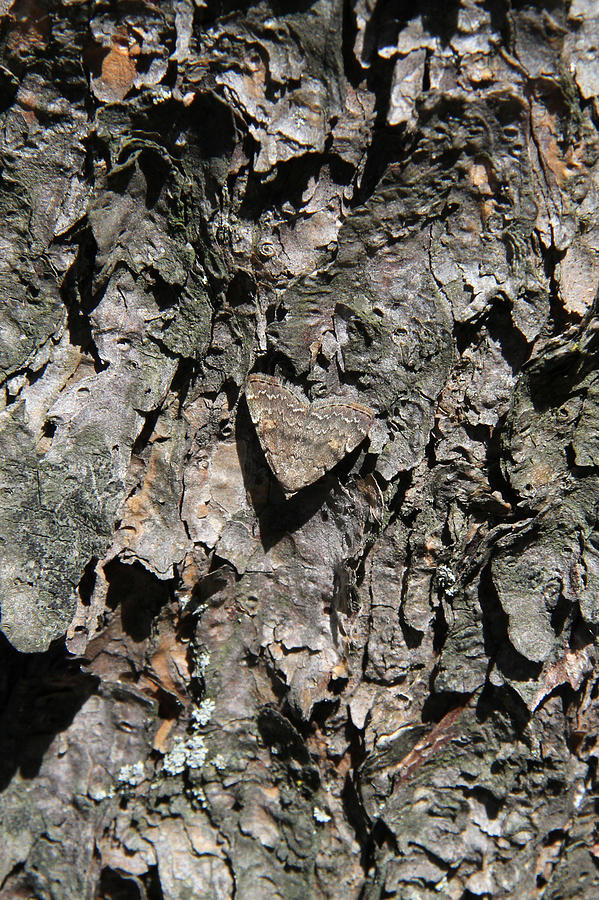 moth animal camouflage