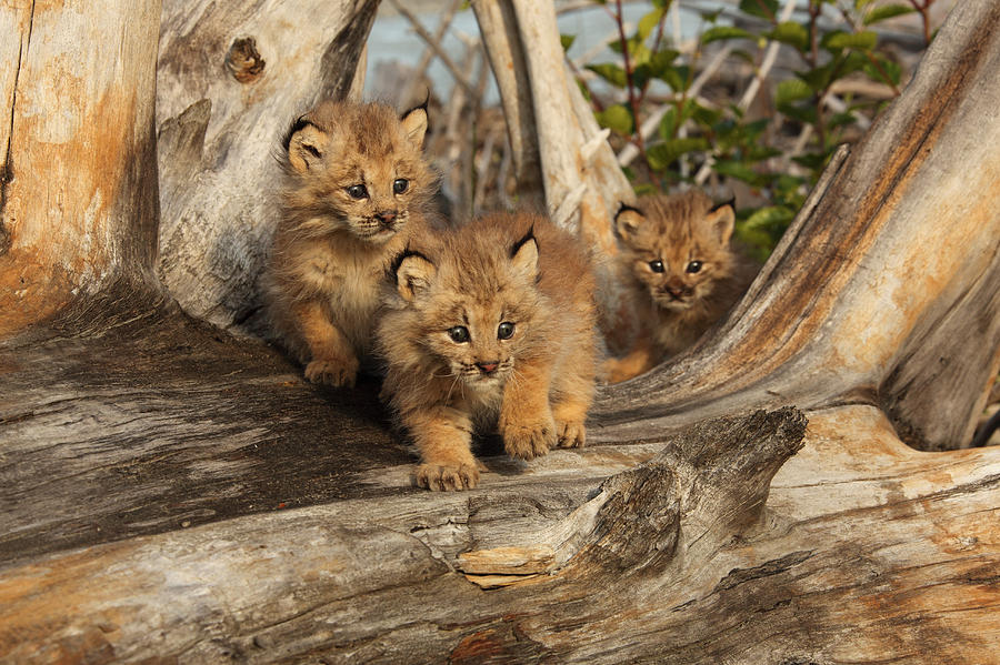 Canadian Lynx Kittens, Alaska Photograph by Robert Postma