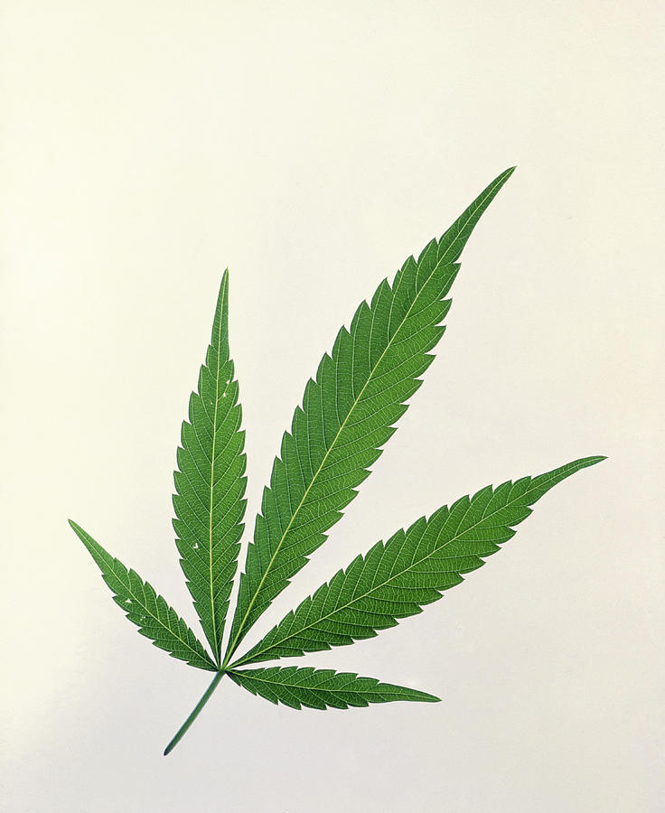 clipart cannabis leaf - photo #46