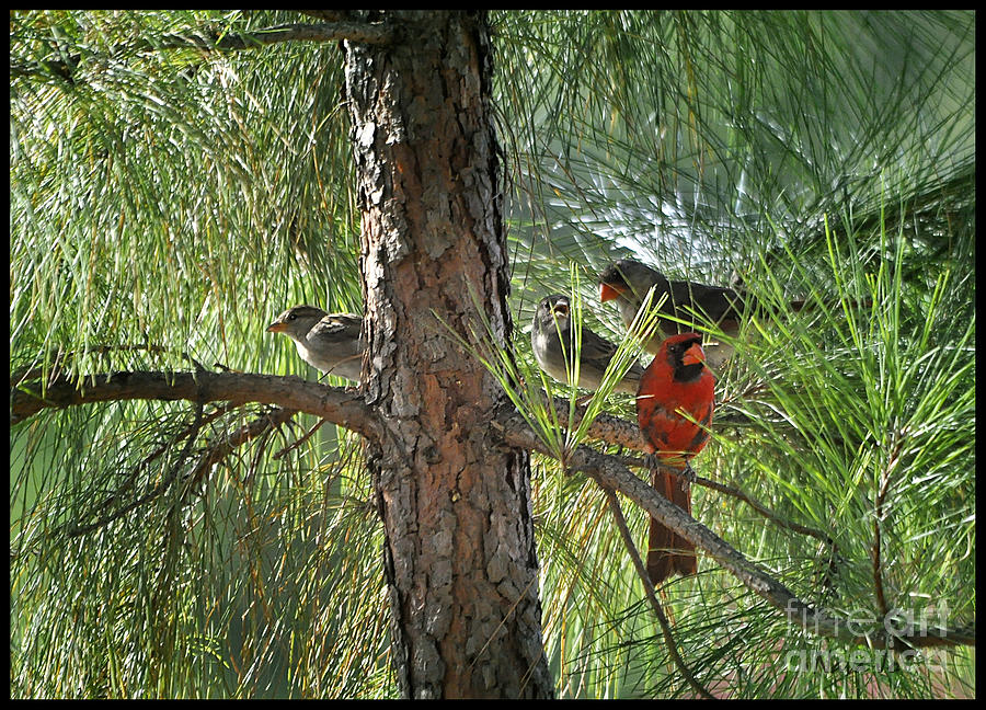 Cardinal In Tree