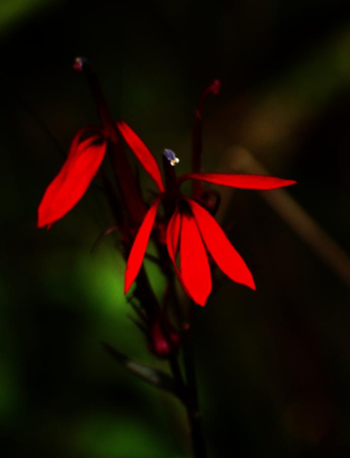 cardinal plant