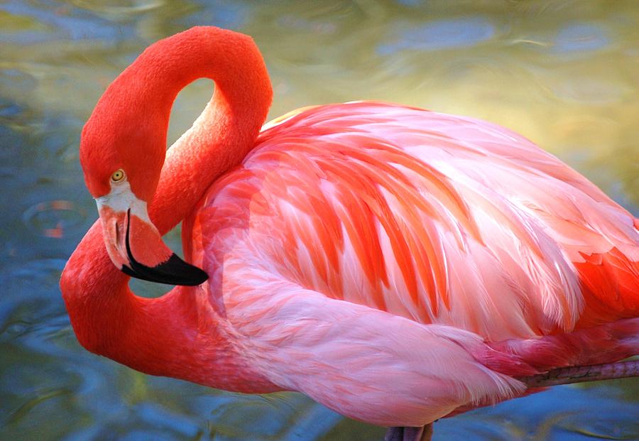caribbean flamingo pictures caribbean flamingo pictures