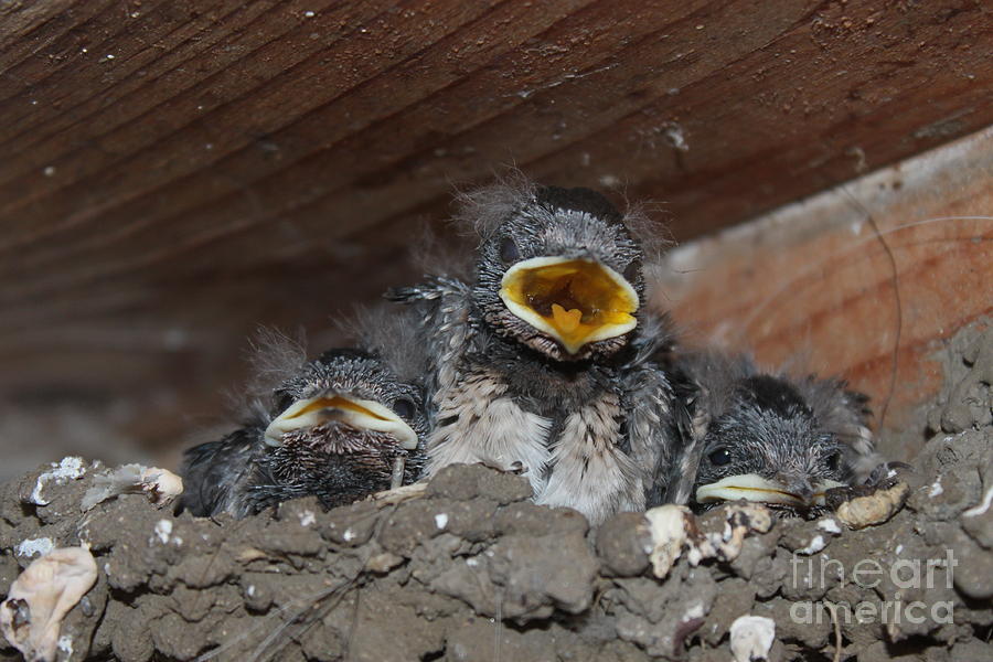 caring for baby birds www pictat ro photograph by preda caring for baby birds www pictat ro photograph by preda