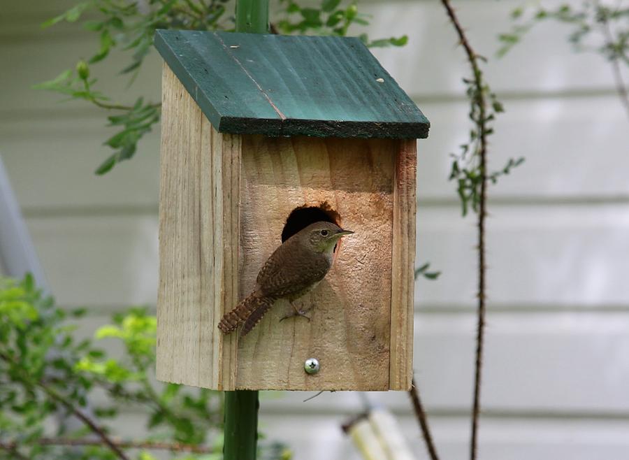 carolina-wren-bird-house-plans-pdf-woodworking