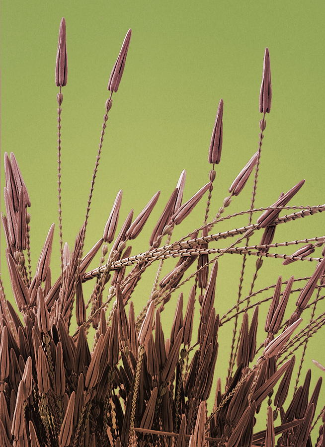 Carpet Beetle Larva Hairs Sem Photograph By Steve Gschmeissner Fine