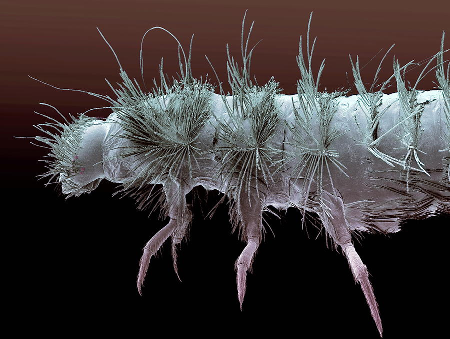 Carpet Beetle Larva Sem Photograph By Steve Gschmeissner