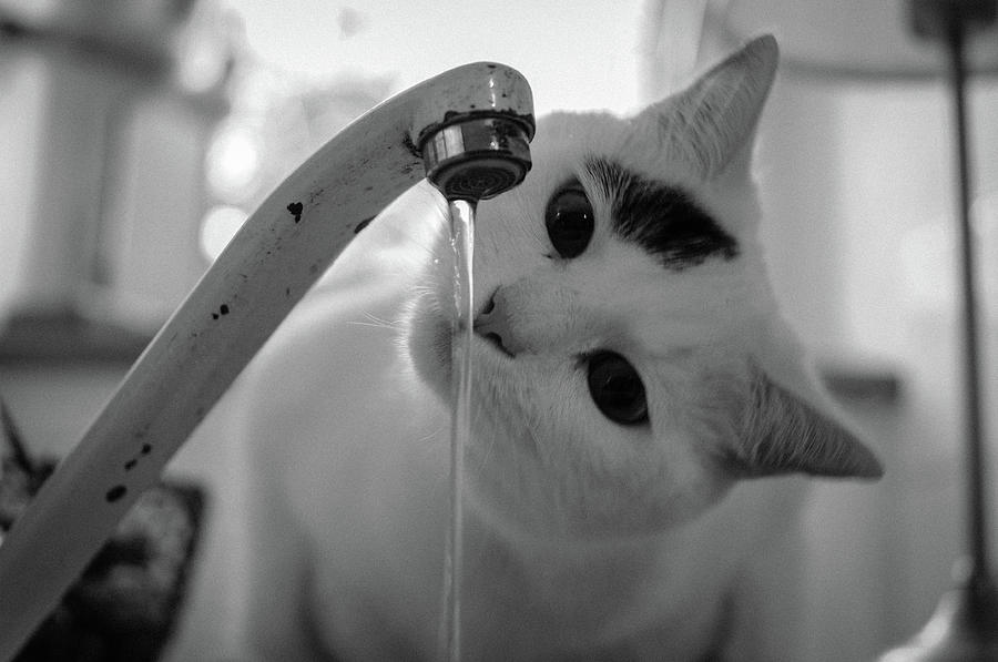 Cat Faucet