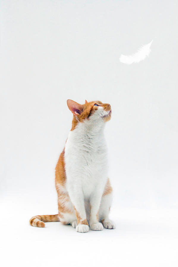 Cat Looking Up Towards Falling White Feather Photograph by Image by