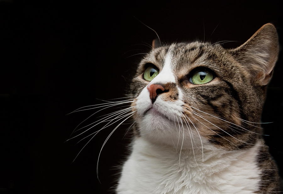 Cat Looking Upward Photograph By Monica Fecke