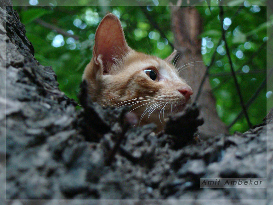  - cat-on-a-tree-amit-ambekar