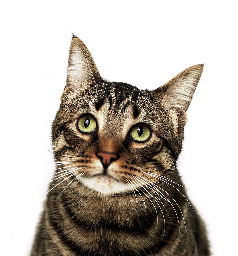 Cat On White Background Photograph by American Images Inc