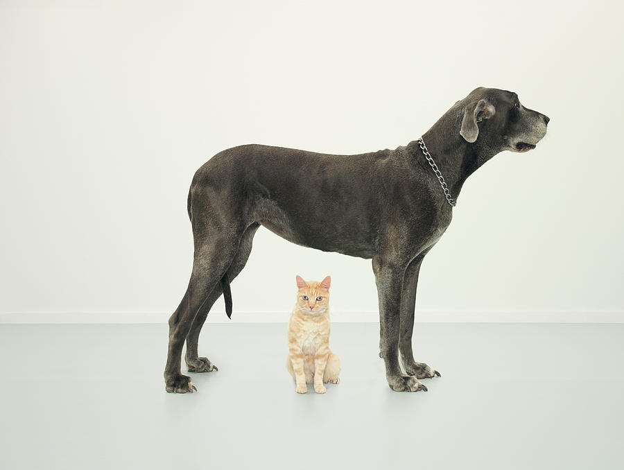 great dane cat