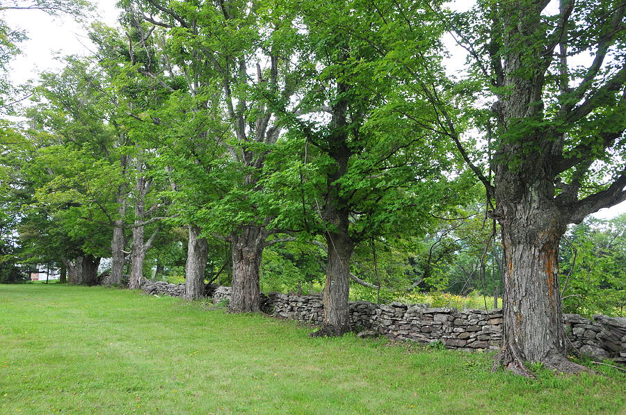  - catskill-mountain-stone-wall-tree-row-larry-van-valkenburgh