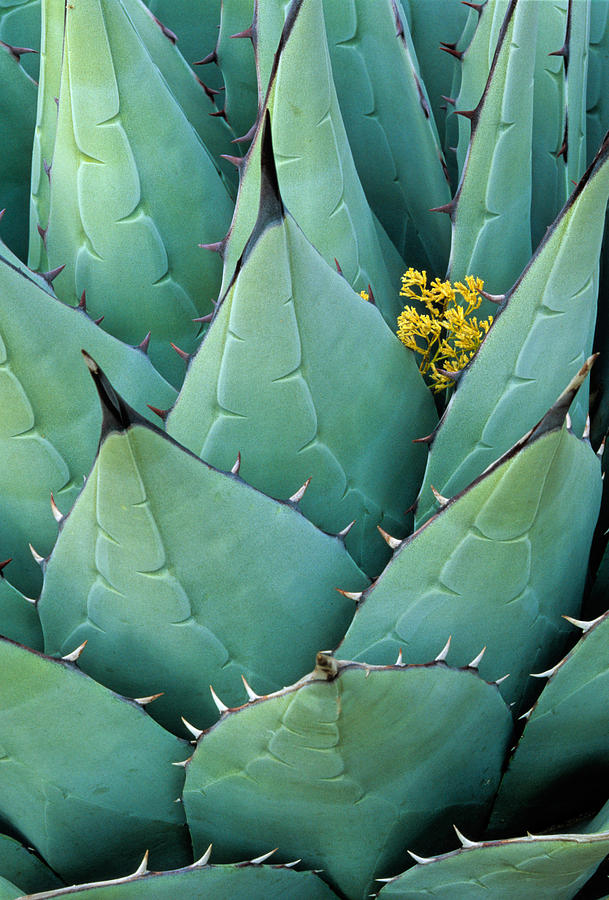 Century Plant Pictures