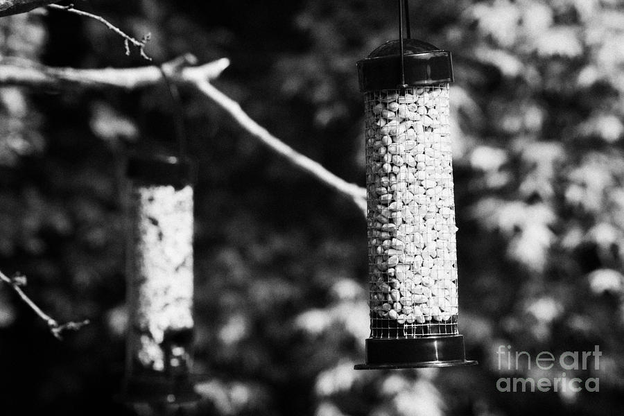 Wild Bird Garden