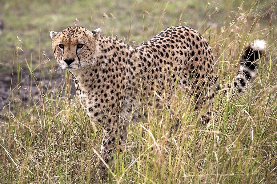  - cheetah-acinonyx-jubatus-masai-mara-chris-upton