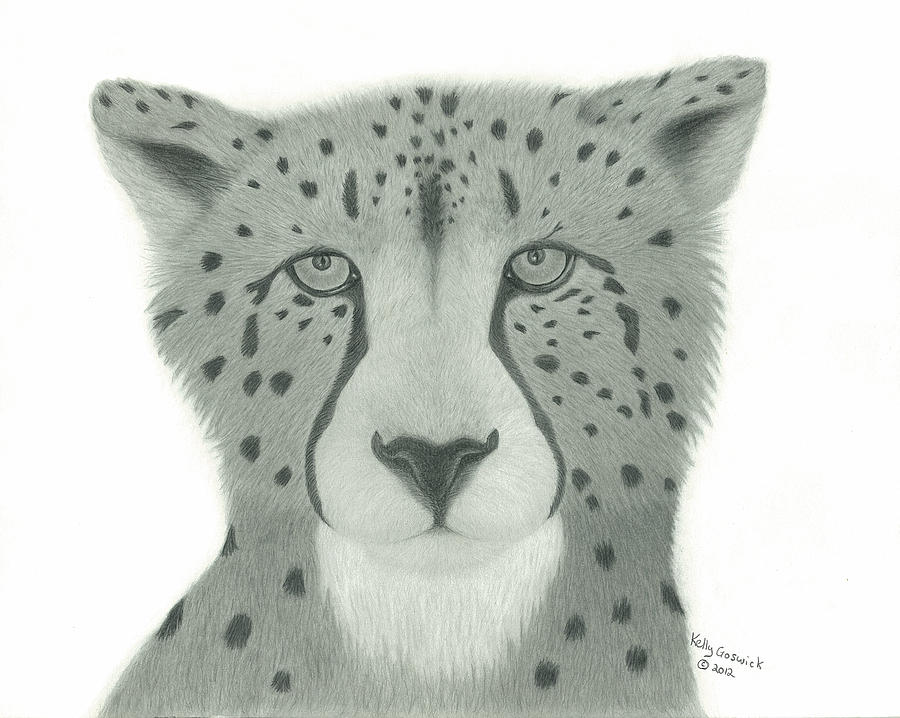 Cheetah Drawing