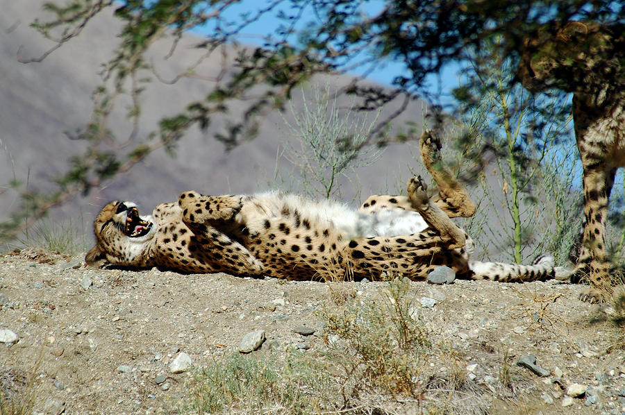 cheetah laughing