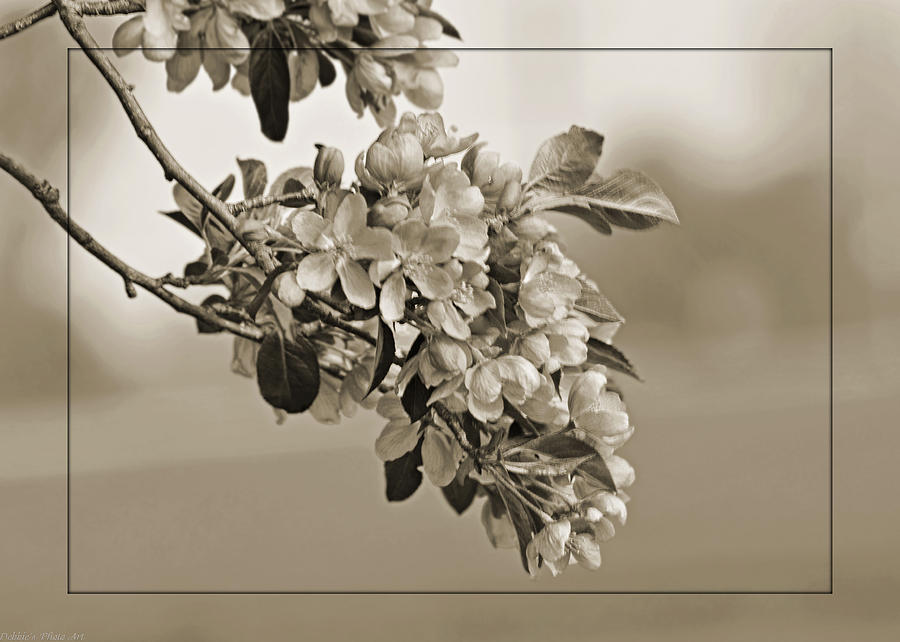 Sepia Cherry Blossom