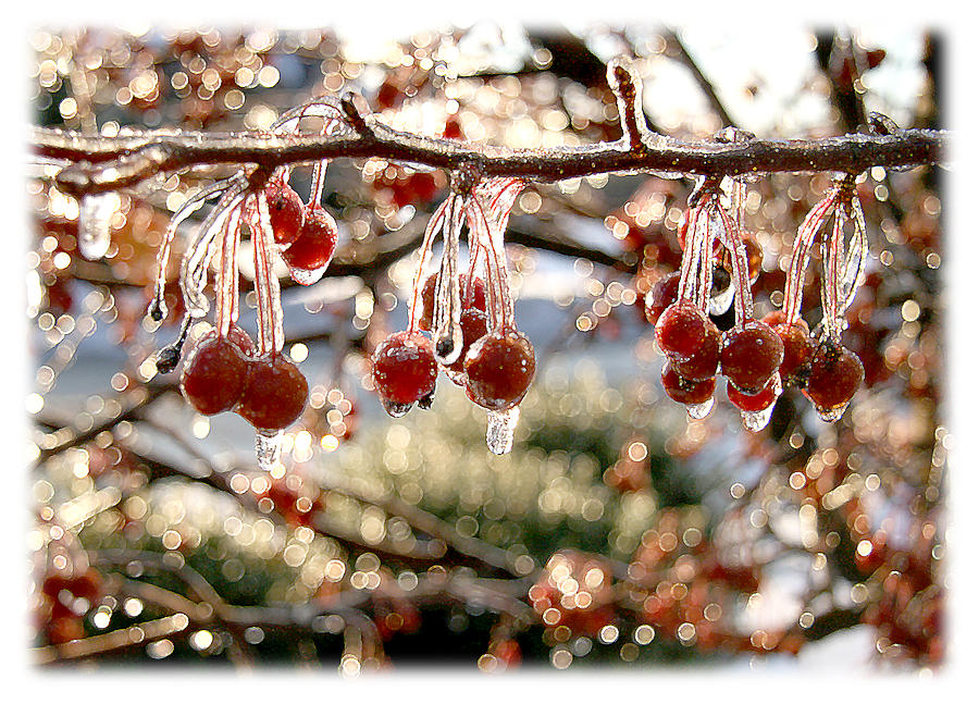 Cherry Tree In Winter by Lita Kishbaugh