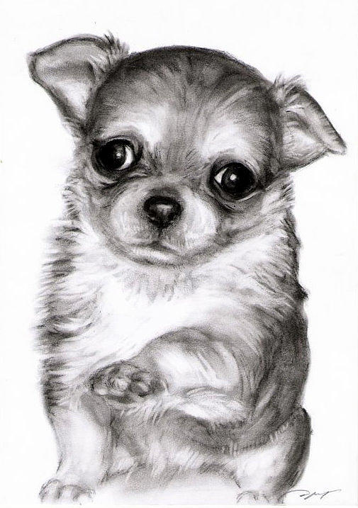 Chihuahua Puppy Drawing