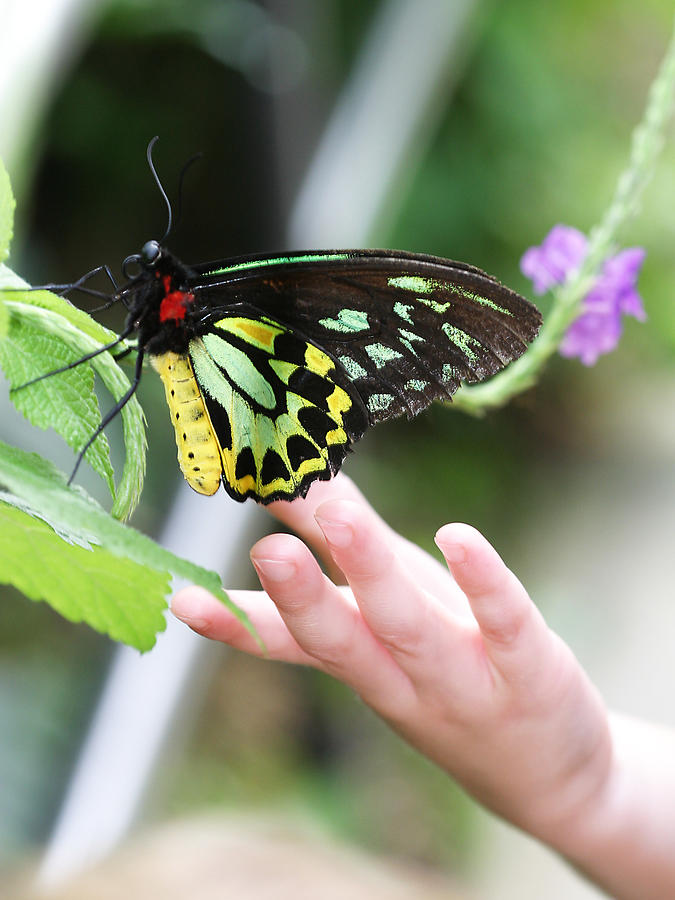 Butterfly With Child