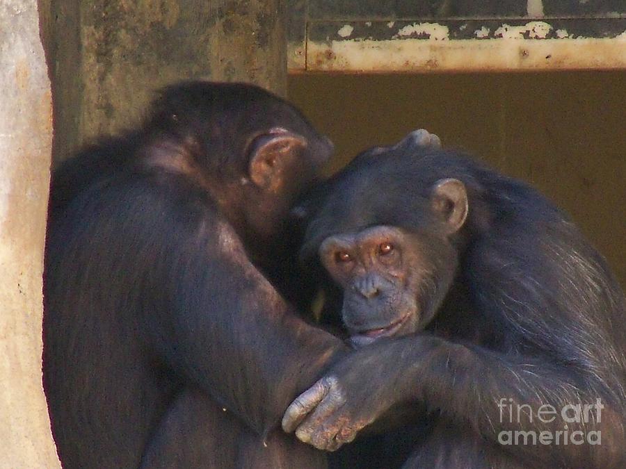 Cuddling Chimps