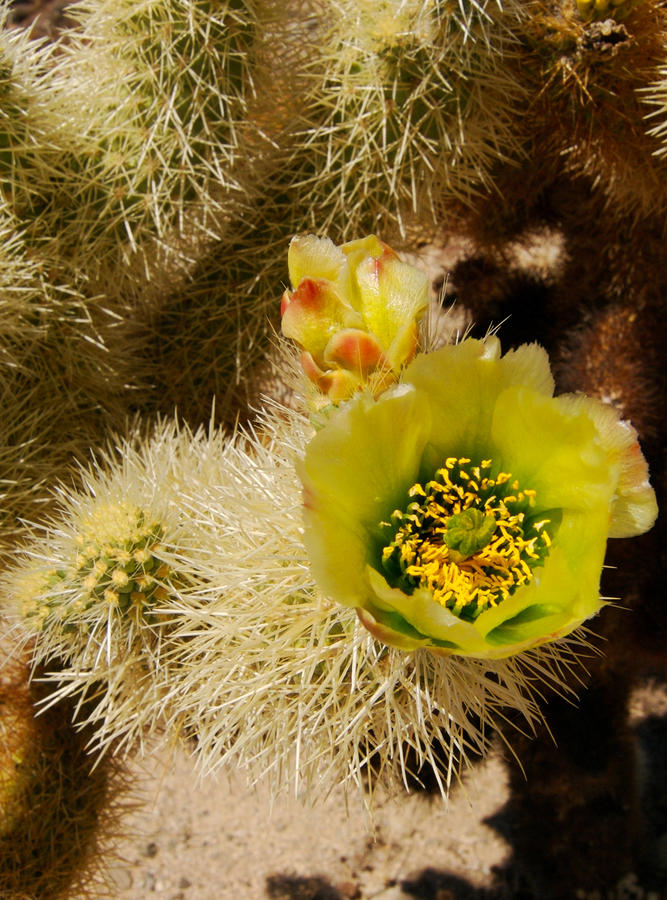  - cholla-plant-in-bloom-sandra-selle-rodriguez