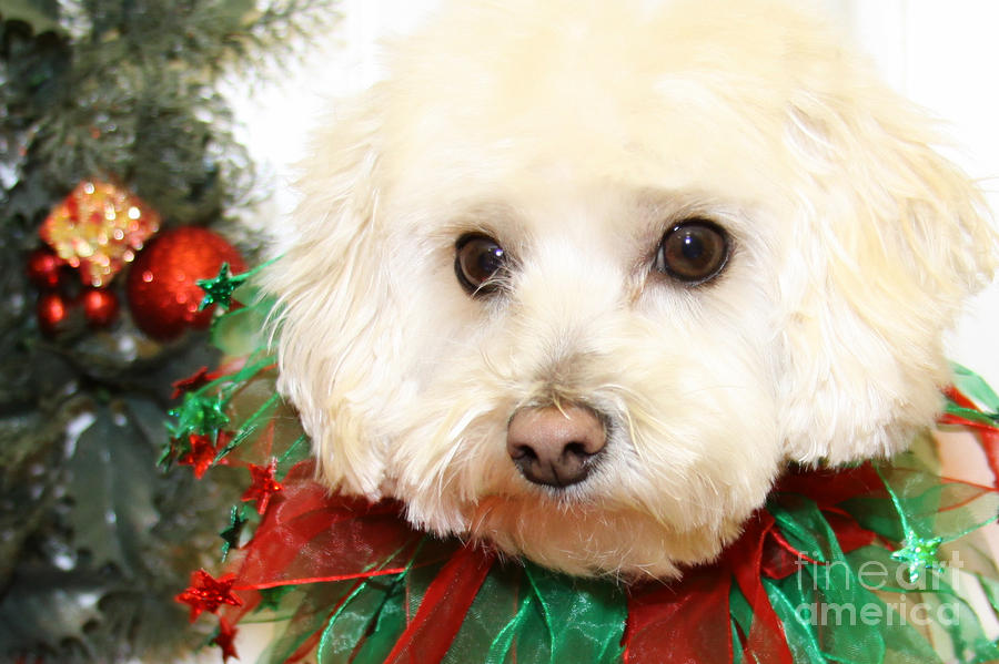 Christmas Portraits Maltipoo Photograph by Renae Laughner