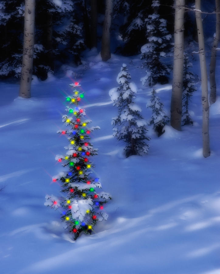 christmas tree in snow by utah images christmas tree in snow by utah images
