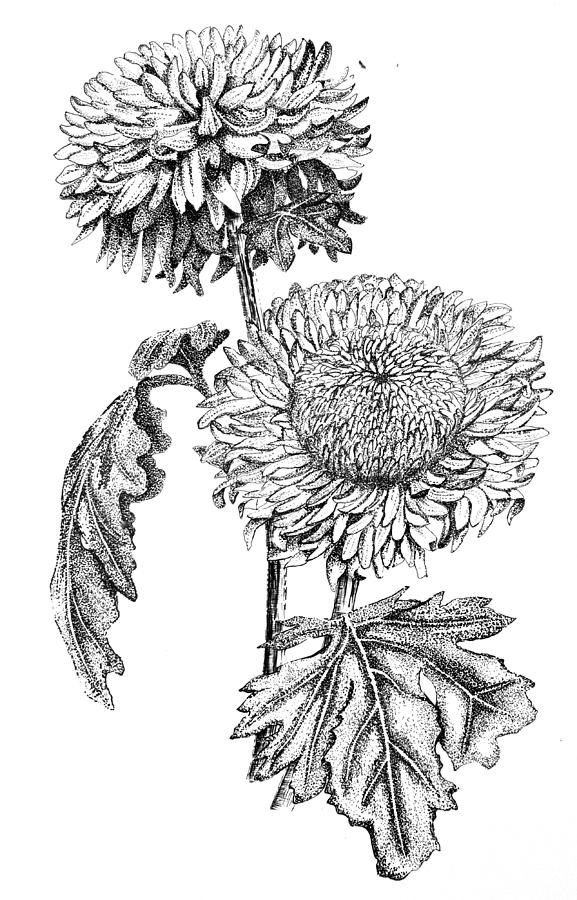  below to delete this chrysanthemum flower drawing image from our index