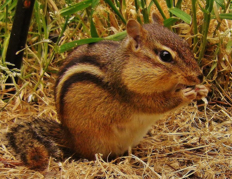 Chipmunk Fat Cheeks