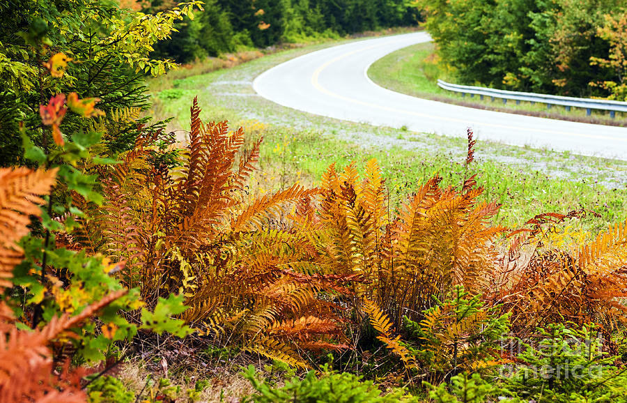 Cinnamon Ferns Highland Scenic Highway Photograph by Thomas R Fletcher