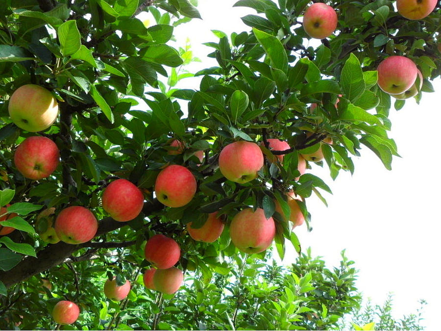 autumn apple tree