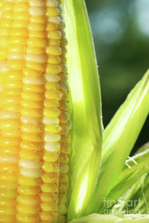 Pic Of Corn
