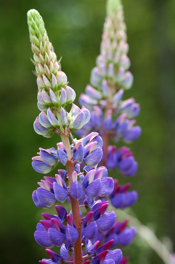 Close Up Of Lupine Flowers Lupinus Sp Photograph By Darlyne A. Murawski