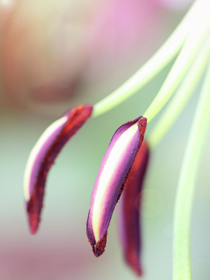  - close-up-of-stamen-of-flower-kinga-wroblewska-photography