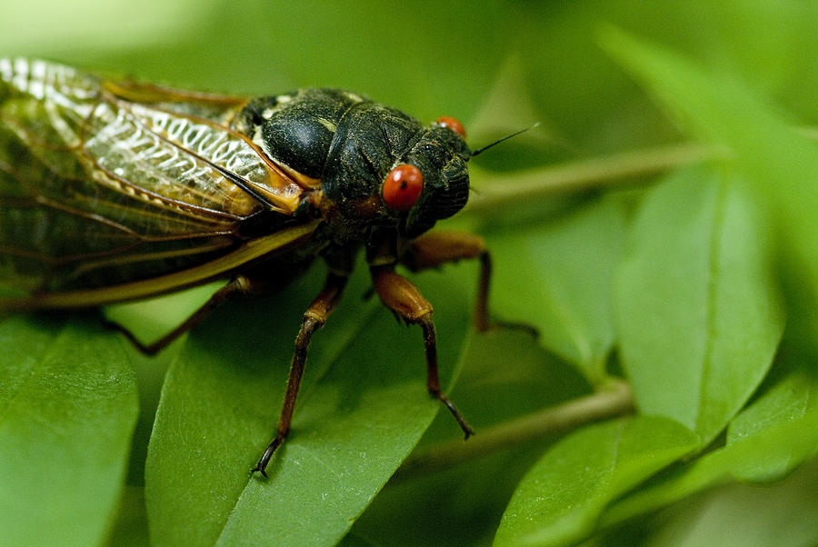 Red Eyed Cicada