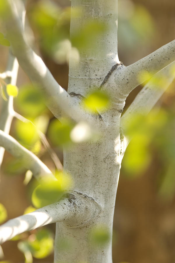 Aspen Tree Trunk