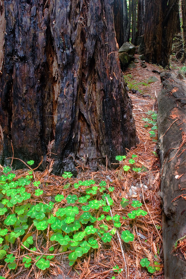  - clover-and-redwood-charlie-hunt