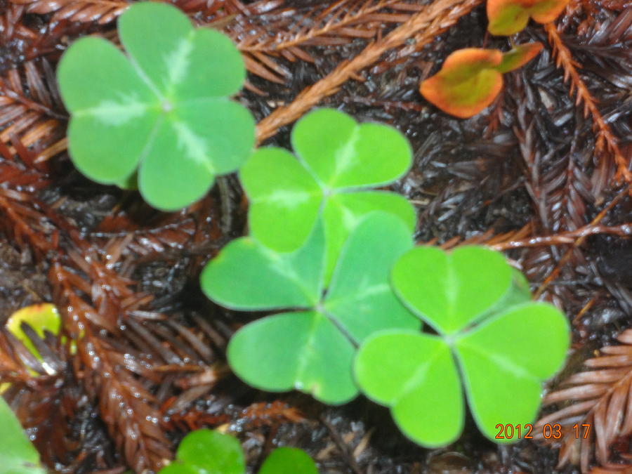  - clovers-in-the-woods-terry-gentry