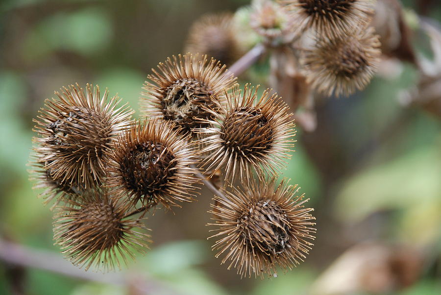Cluster Of Burrs Photograph by Lisa DiFruscio