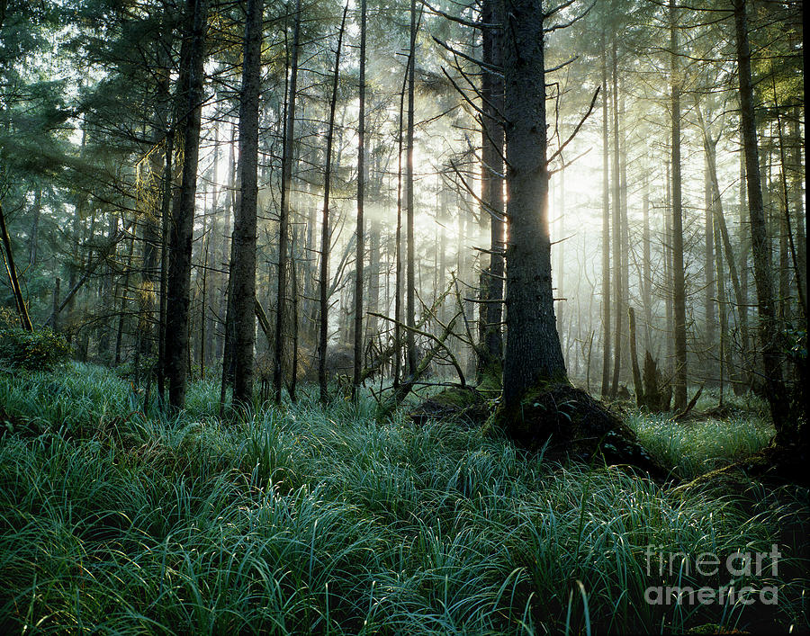 Wolf In Forest