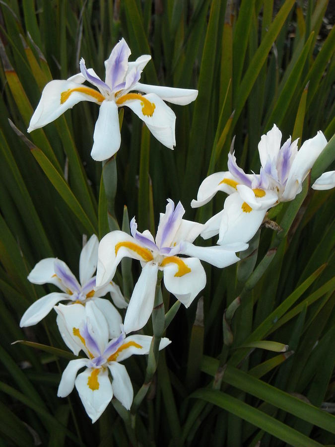  - coastal-iris-stephanie-archuleta