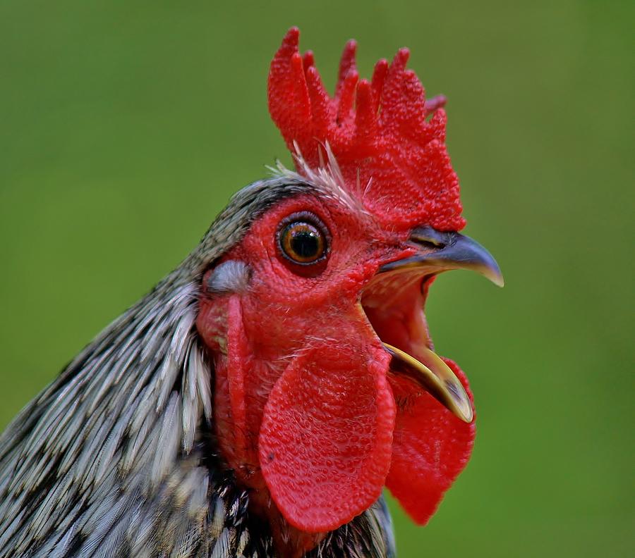 List 94 Pictures Is A Rooster A Cock Latest