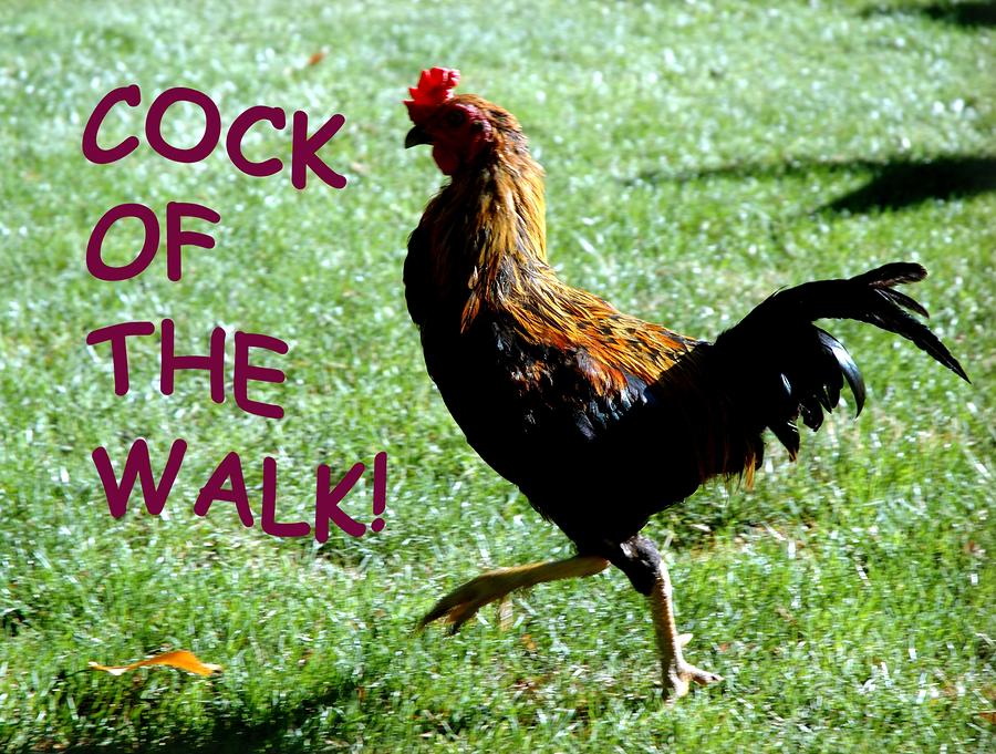 Cock Of Walk Porn And Fucking