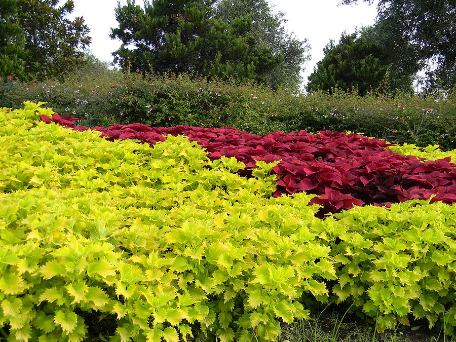 coleus landscape painting by warren thompson coleus landscape painting by warren thompson