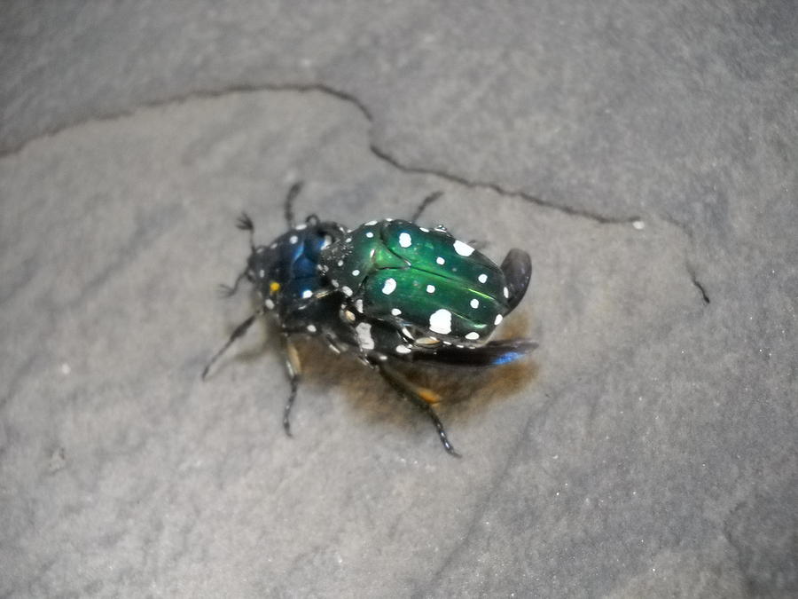 Colorful Beetles