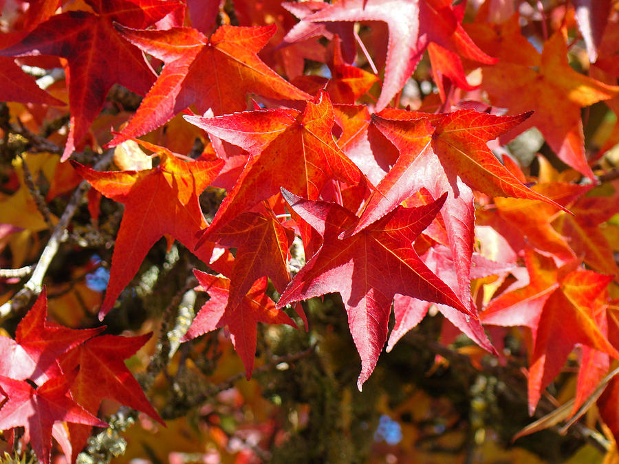 Colorful Fall Tree