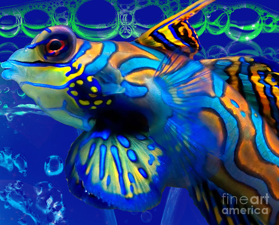 Colorful Fish Pics
